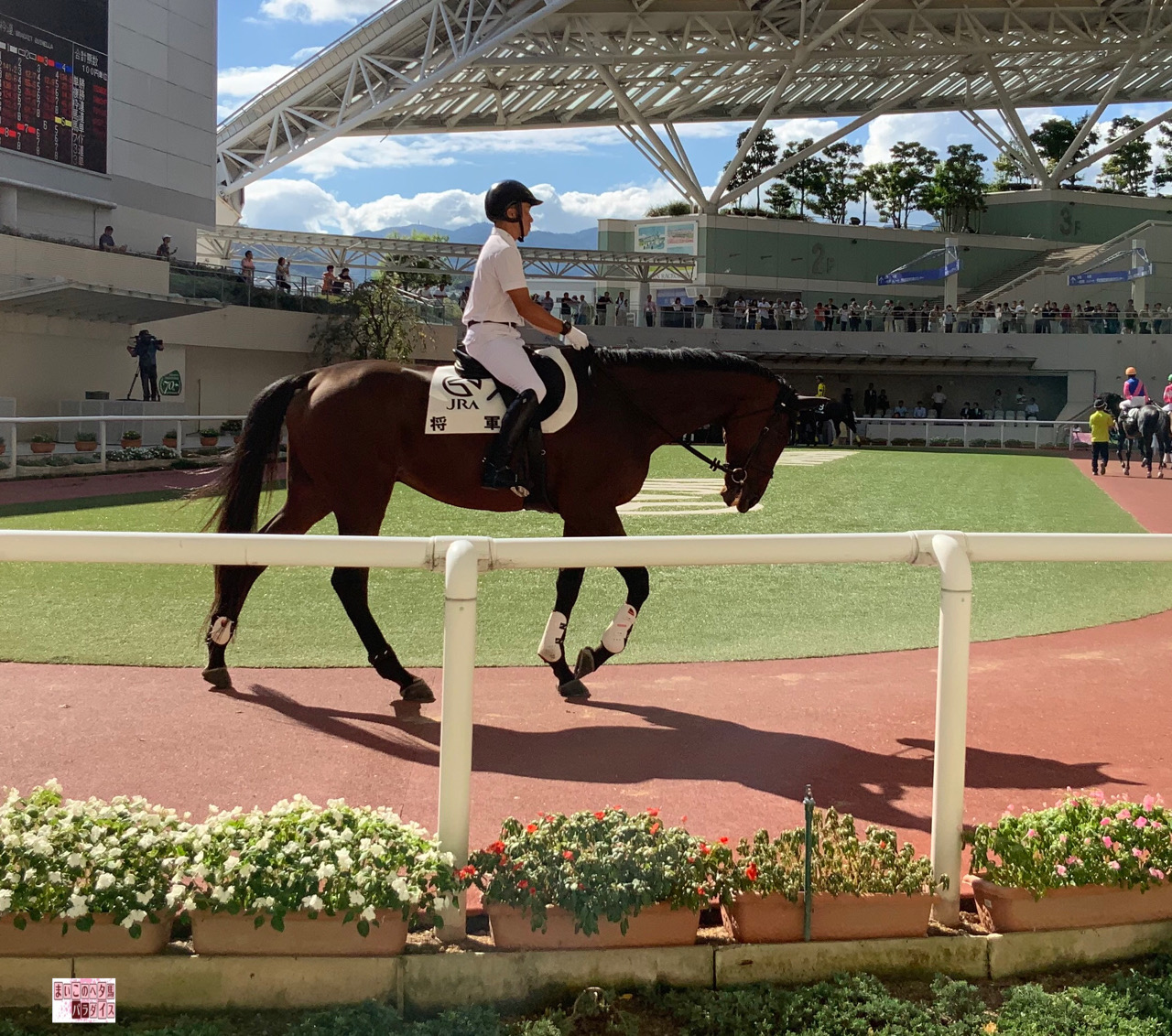 将軍様のおなーりー まいこのヘタ馬パラダイス