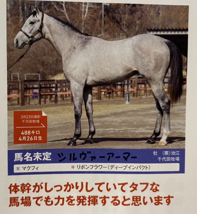 シルヴァーアーマー まいこのヘタ馬パラダイス